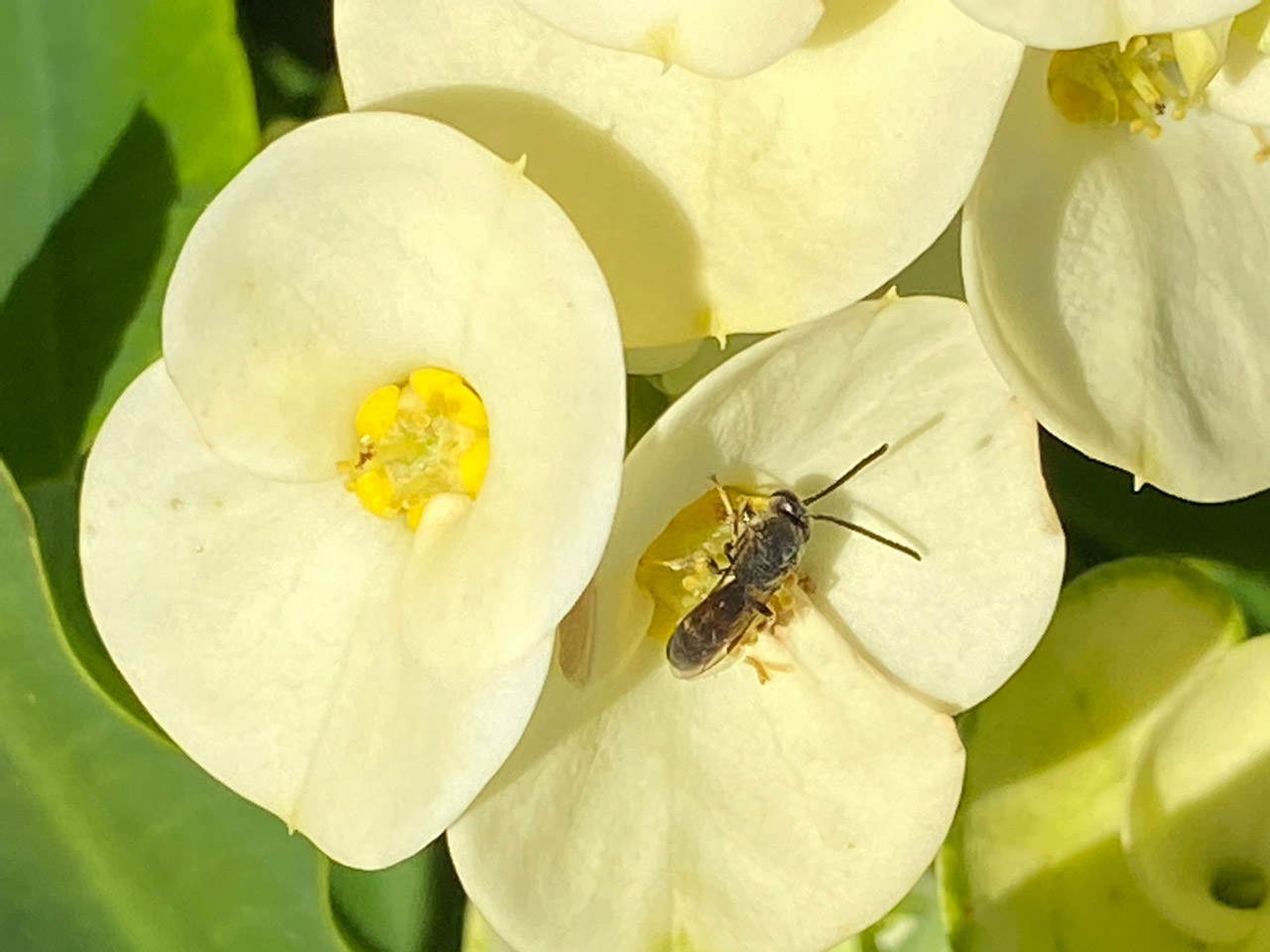 Insektenfreundliche-Blumen-Wildbienen-HotMilii