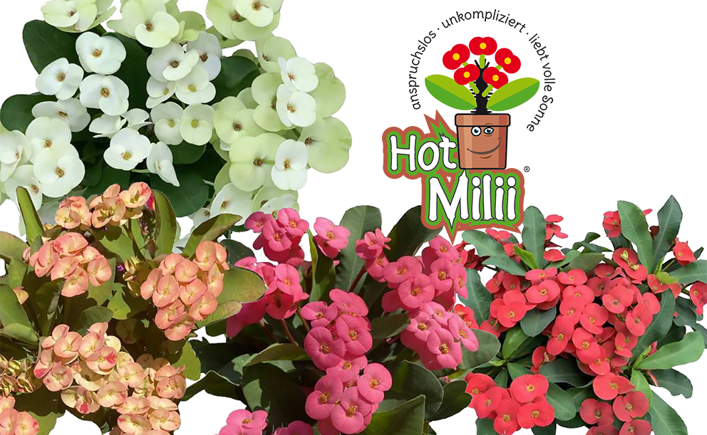 Euphorbia HotMilii bunte Farben