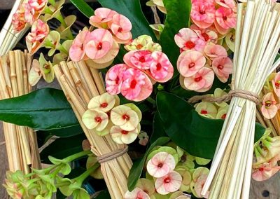 Blumen im Topf verschenken Zimmerpflanzen als Geschenk