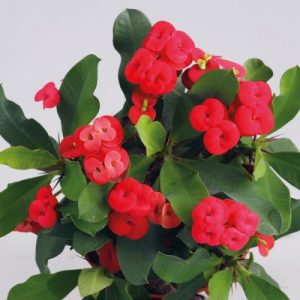 Hot Milii Dunkelrosa