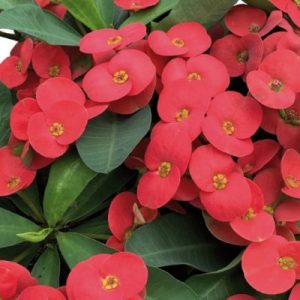 Hot-Milii-rot-grossblumig