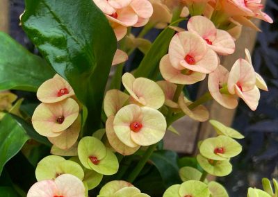 HotMilii viele hübsche Blüten in zarten Pastelltönen