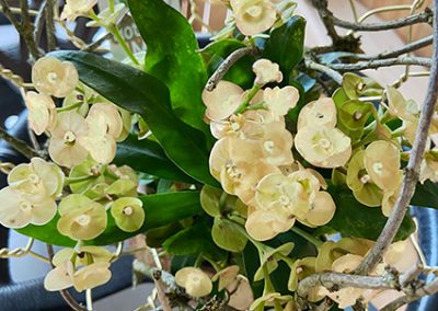 Blumen arrangieren mit Topfpflanze Hotmilii