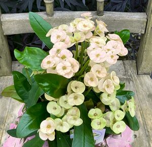Topfpflanze zarte weiße Blumen HotMilii