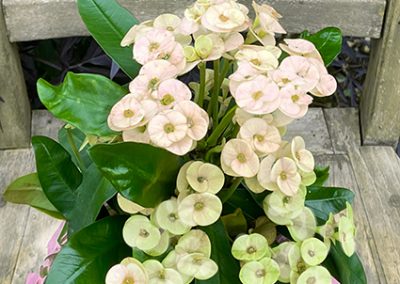 Topfpflanze zarte weiße Blumen HotMilii