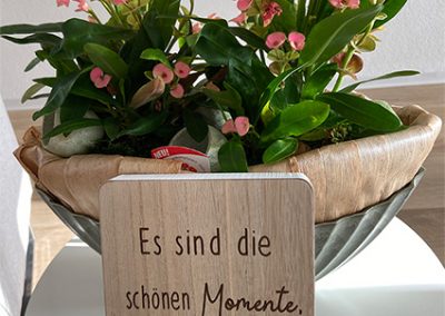 Zimmerpflanze-bluete-rosa-farbe