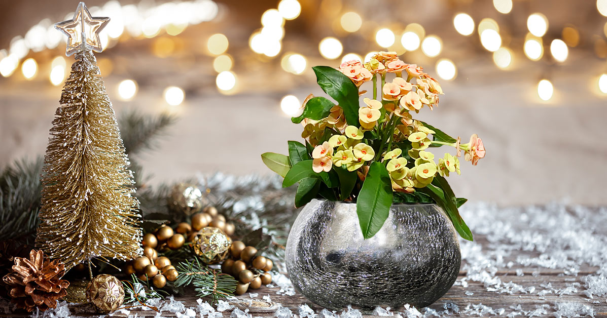 Weihnachtsblume-Hot-Milli