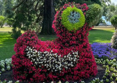 Rieger Hot Milii und Begonie Shine Bright auf Mainau