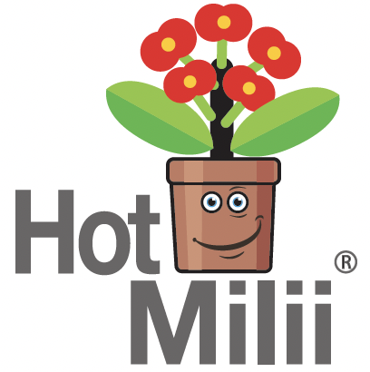 Euphorbia Hot Milii